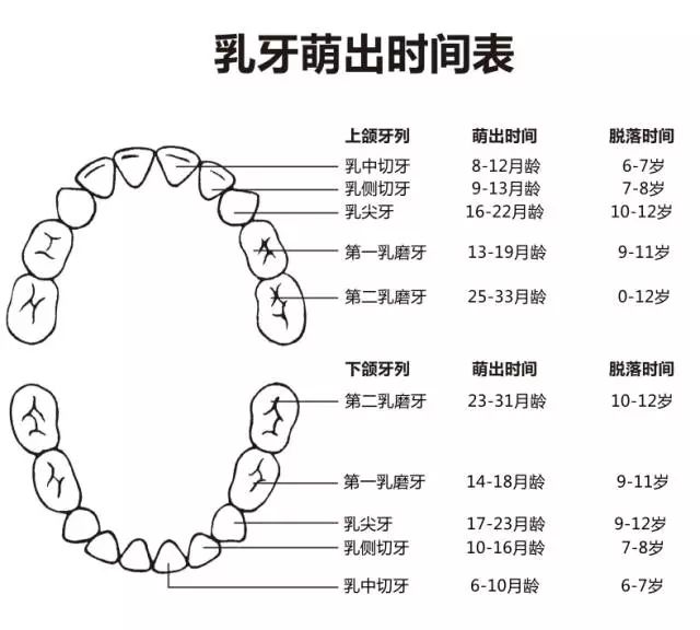 尚佳專(zhuān)業(yè)月嫂丨何時(shí)長(cháng)牙才算正常？